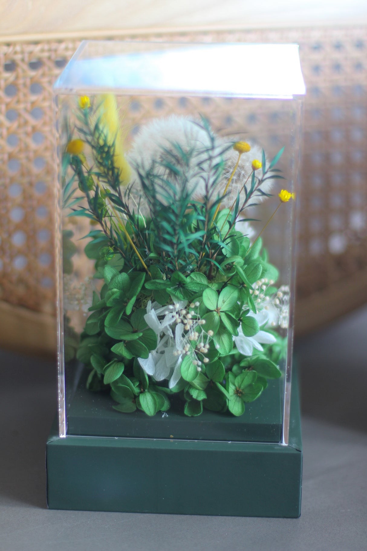 Dandelion Breeze (preserved)