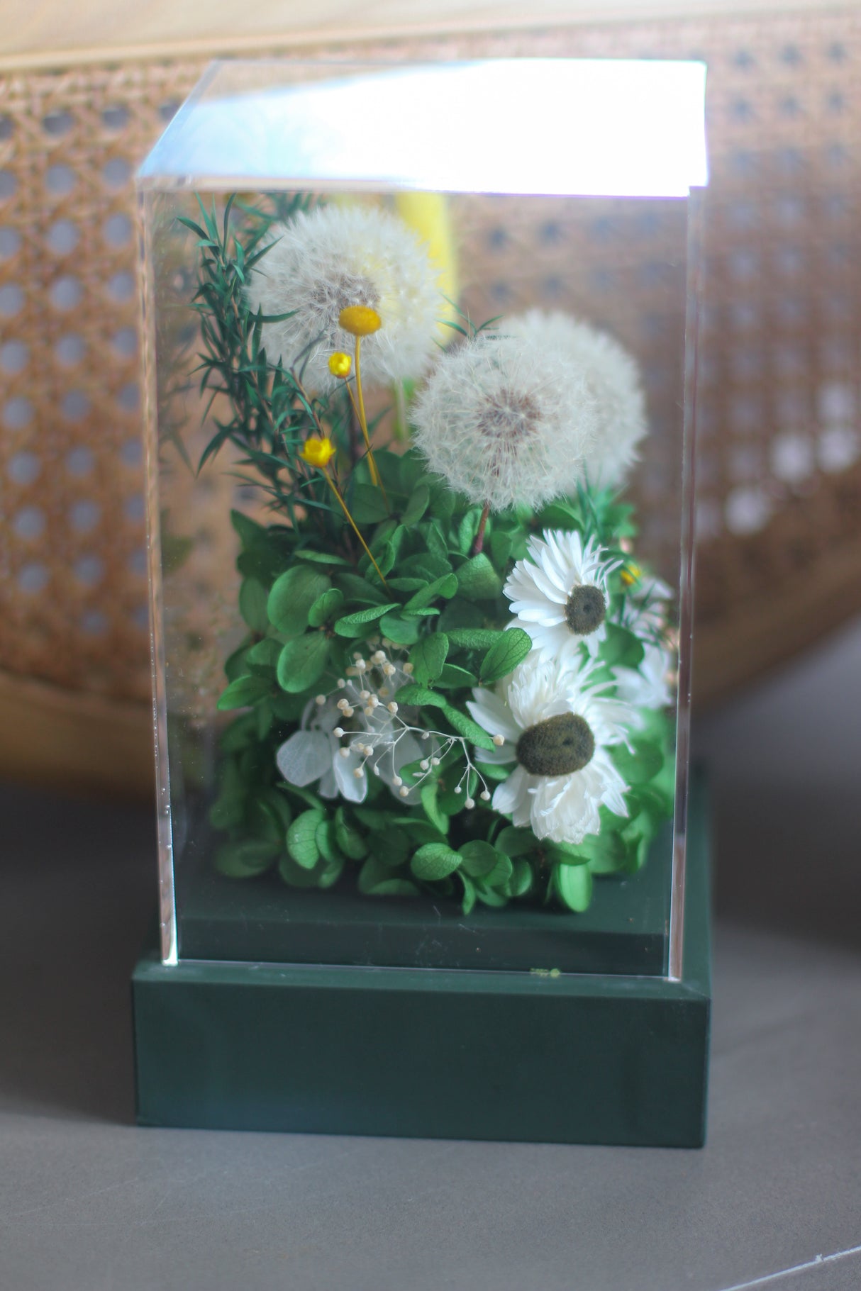 Dandelion Breeze (preserved)