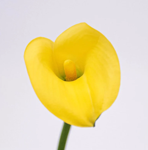 Graceful Callas (Fresh)