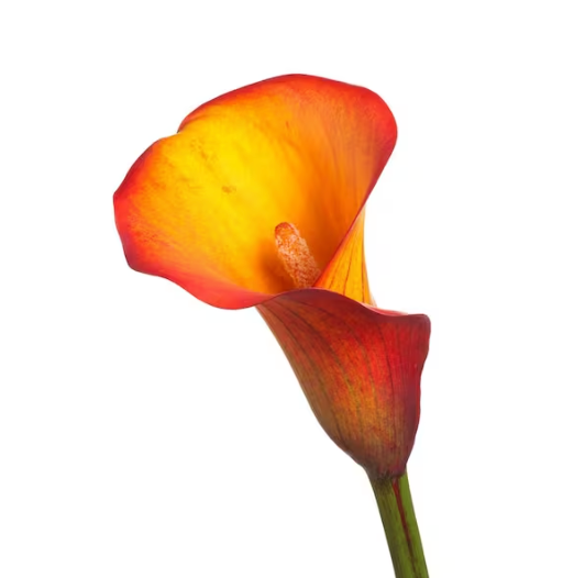 Graceful Callas (Fresh)