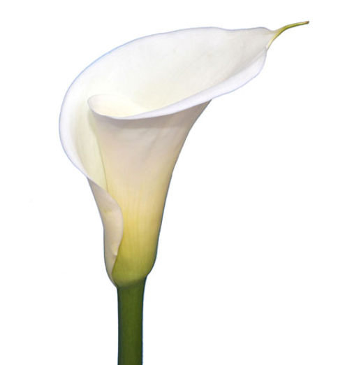 Graceful Callas (Fresh)