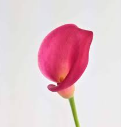 Graceful Callas (Fresh)