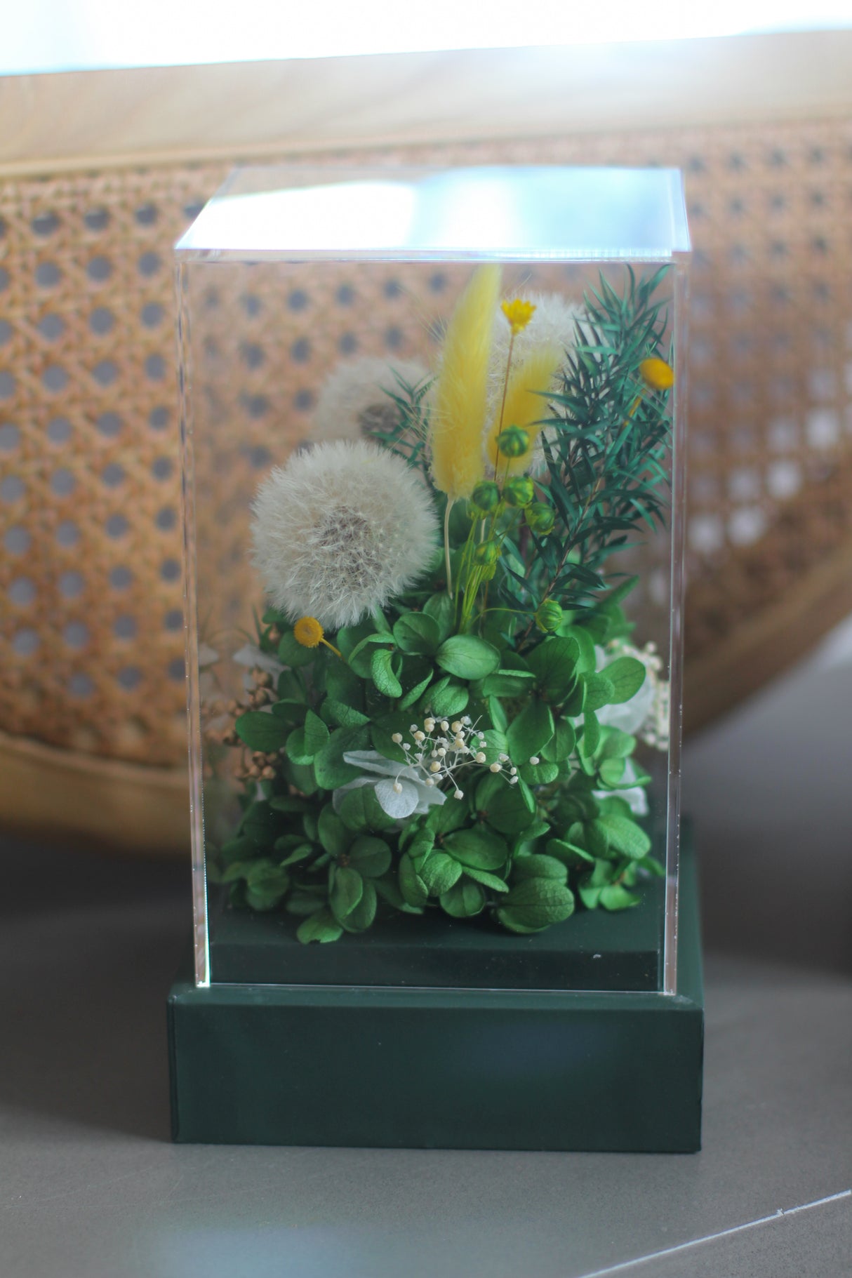 Dandelion Breeze (preserved)