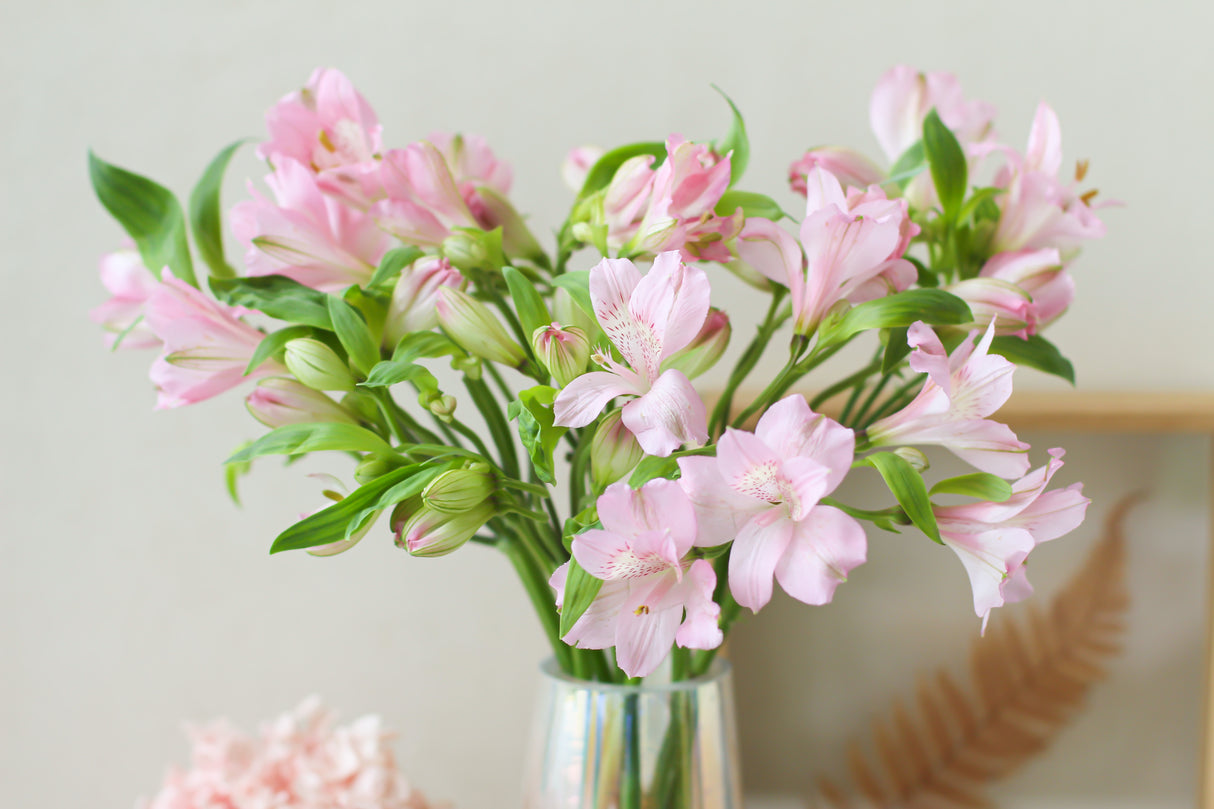Prima Donna Alstroemeria (Fresh Flowers)