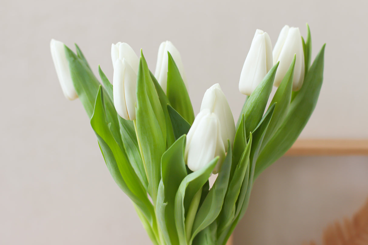 Tulips (Fresh Flowers)