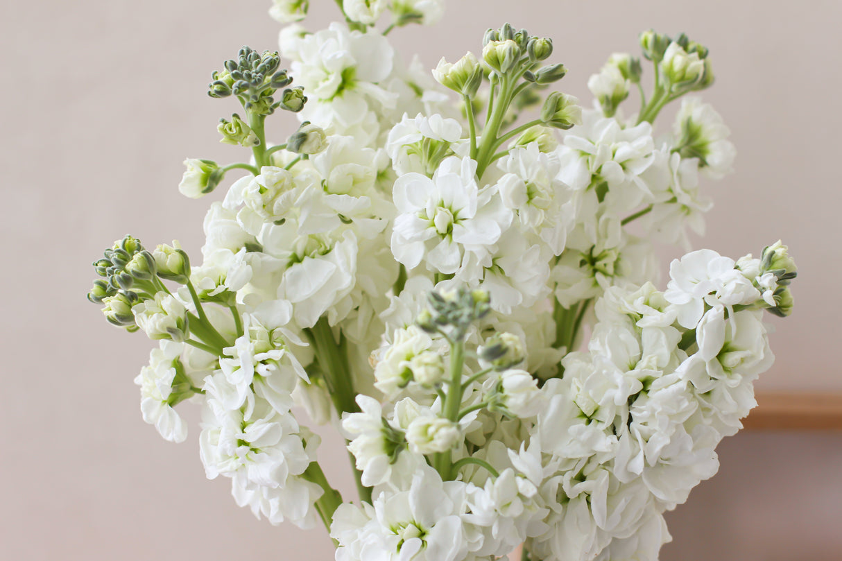 Matthiola (Subscription x 3)