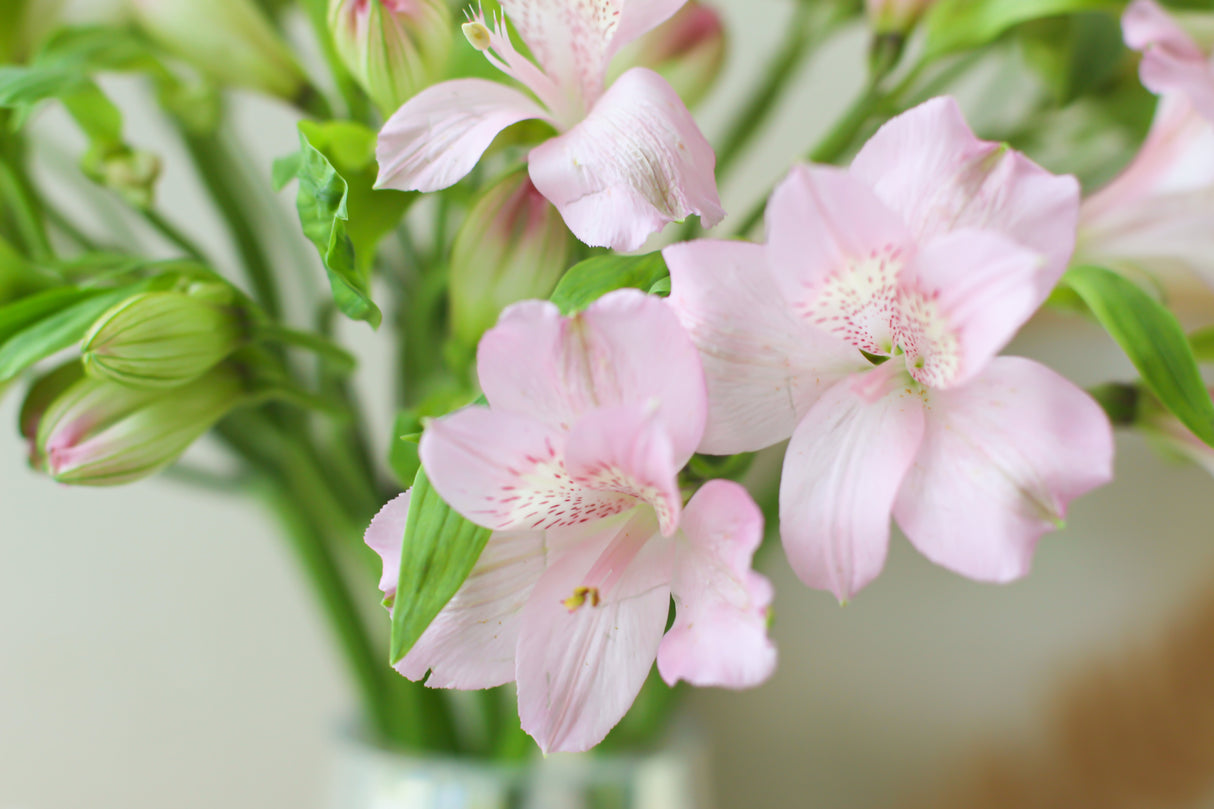 Prima Donna Alstroemeria (Fresh Flowers)