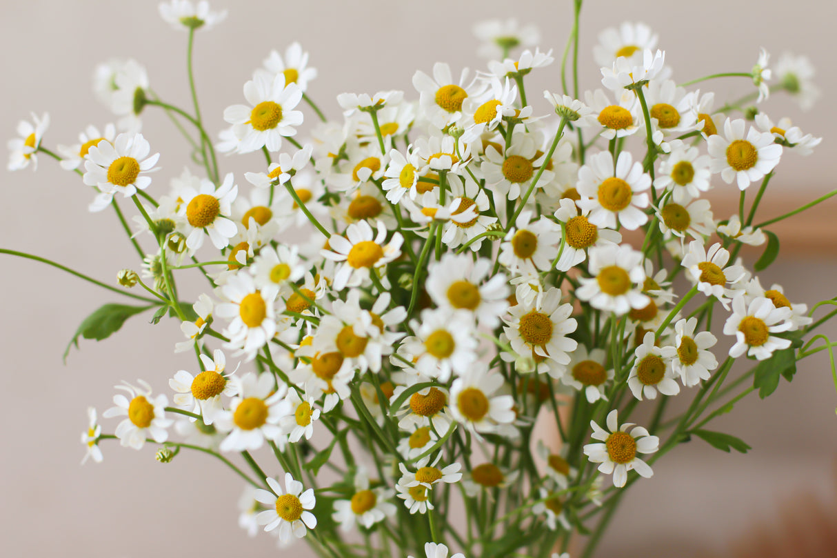 Tanacetum (Fresh Flowers)