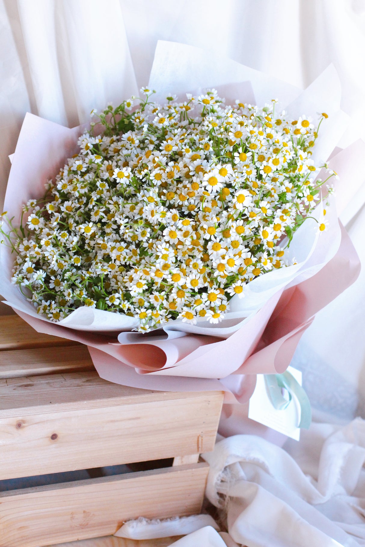 Daisy me Away (Fresh)