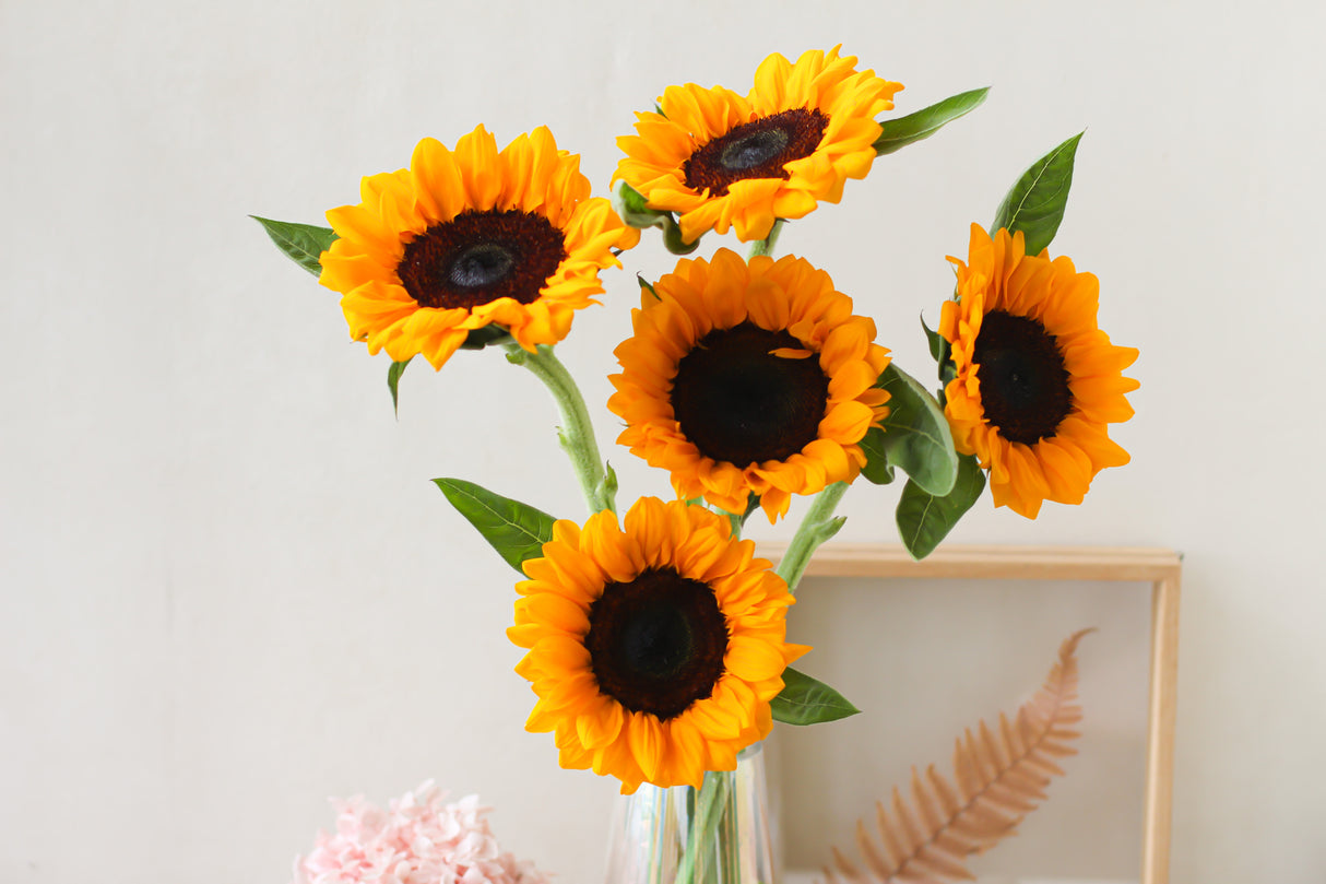 Sunflower (subscription x 3)