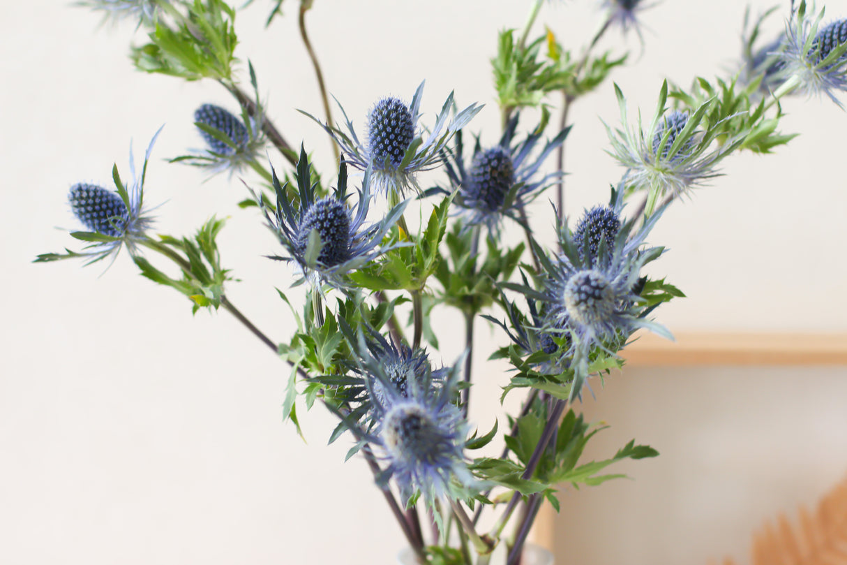 Blue Thistle (Fresh)