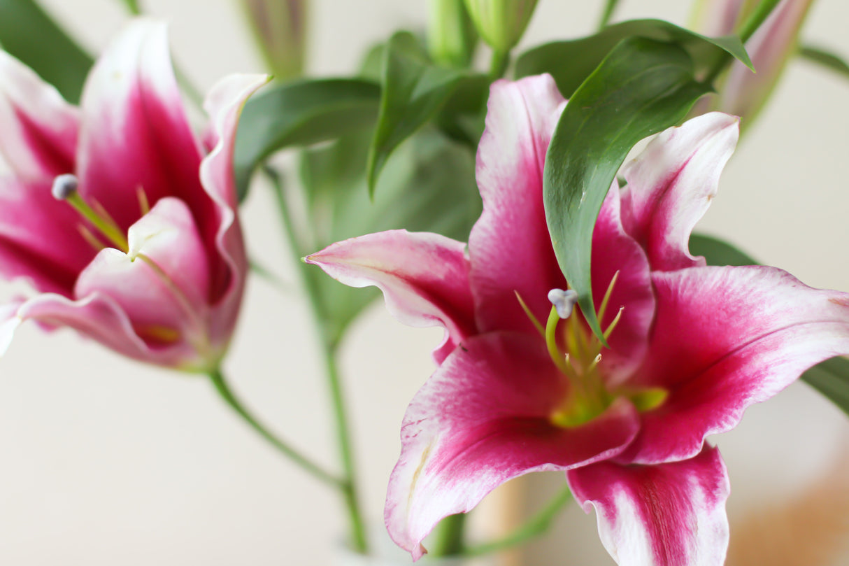 Lilies (Subscription x 3)