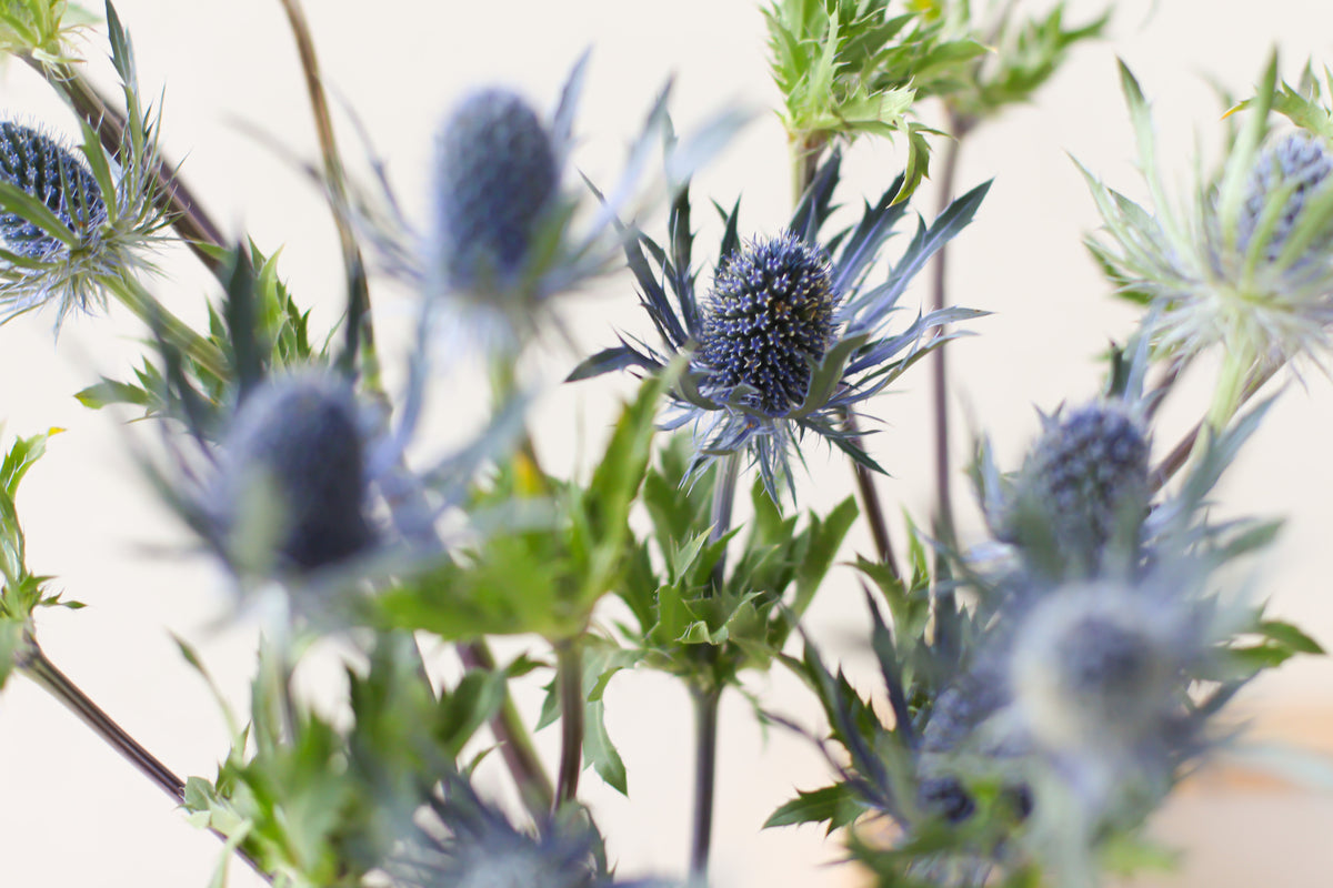 Blue clearance thistle flower