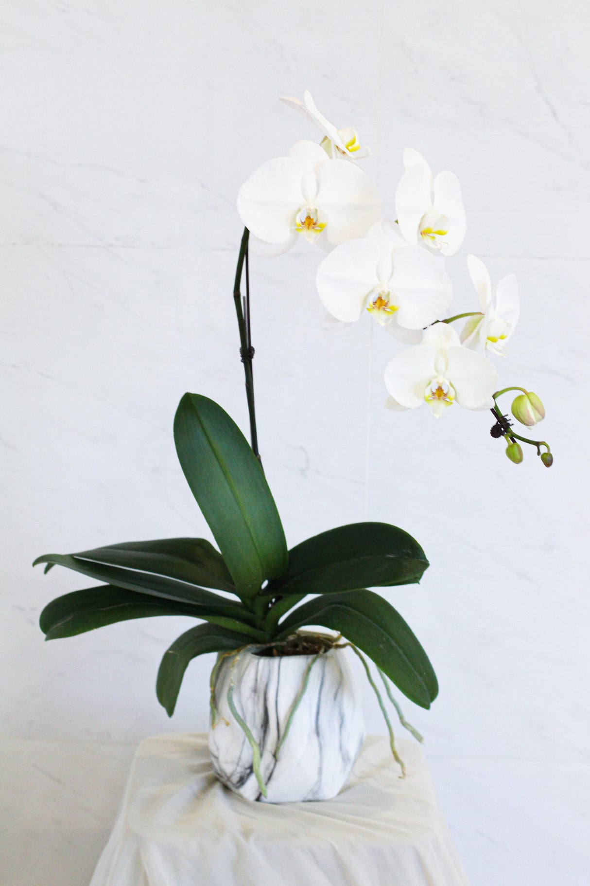 White Phalaenopsis Orchid In Pot (Fresh Flowers)