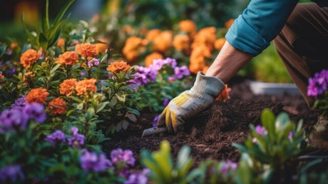 Annuals, Biennials, Perennials: A Plant Life Cycle Crash Course for New Gardeners