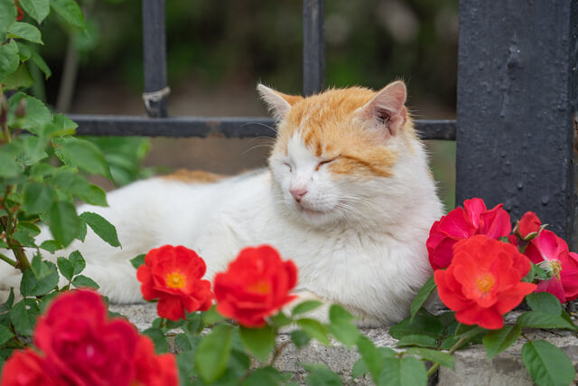 10 Flowers That Are Harmful to Pets and Safe Alternatives