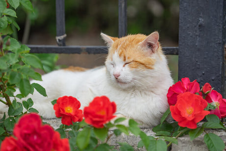 10 Flowers That Are Harmful to Pets and Safe Alternatives