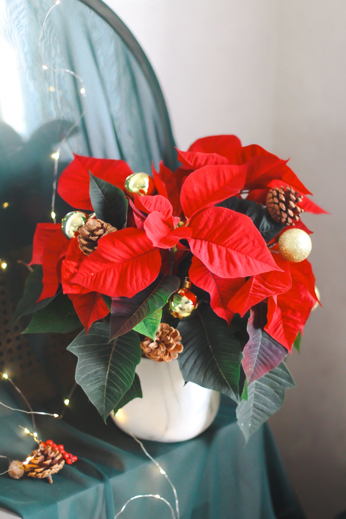 Large Poinsettia Holiday Pot (Fresh)