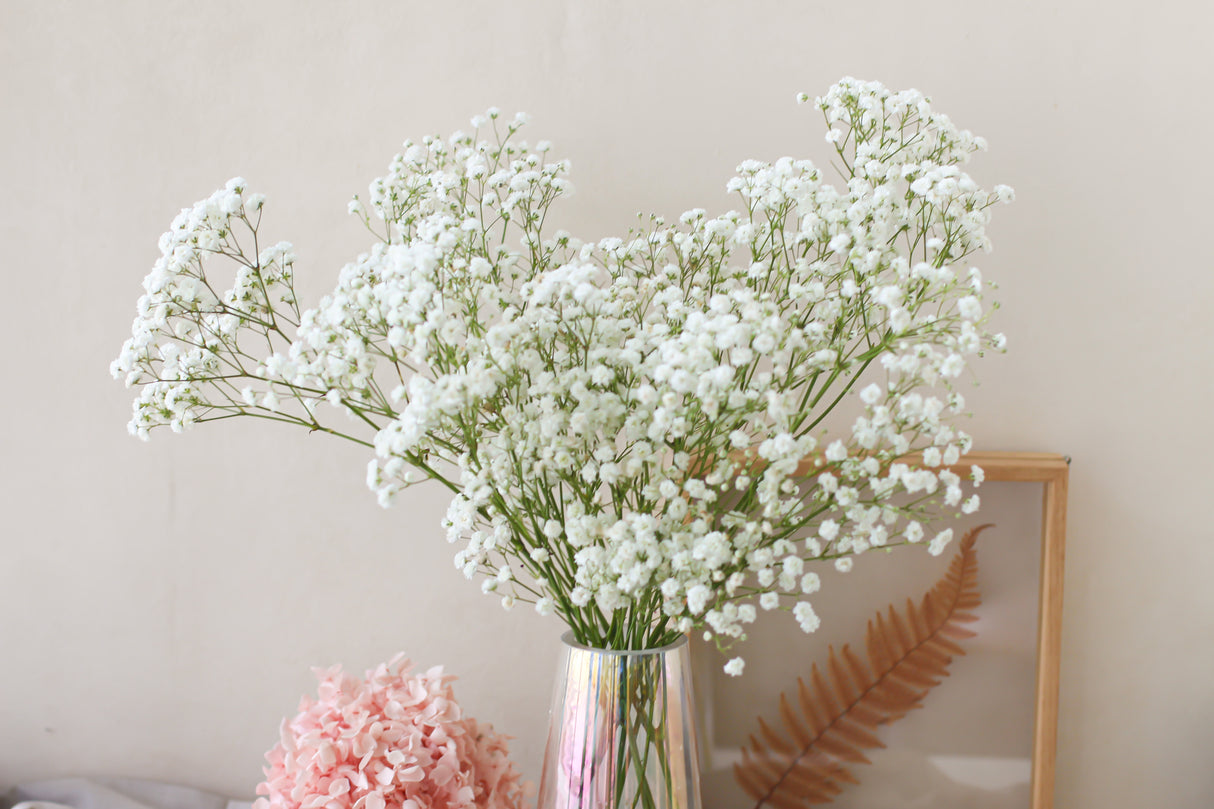 Baby's Breath (Subscription x 3)