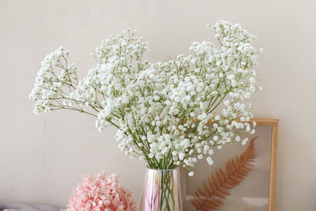 Baby's Breath (Subscription x 3)