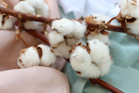 Cotton Flower